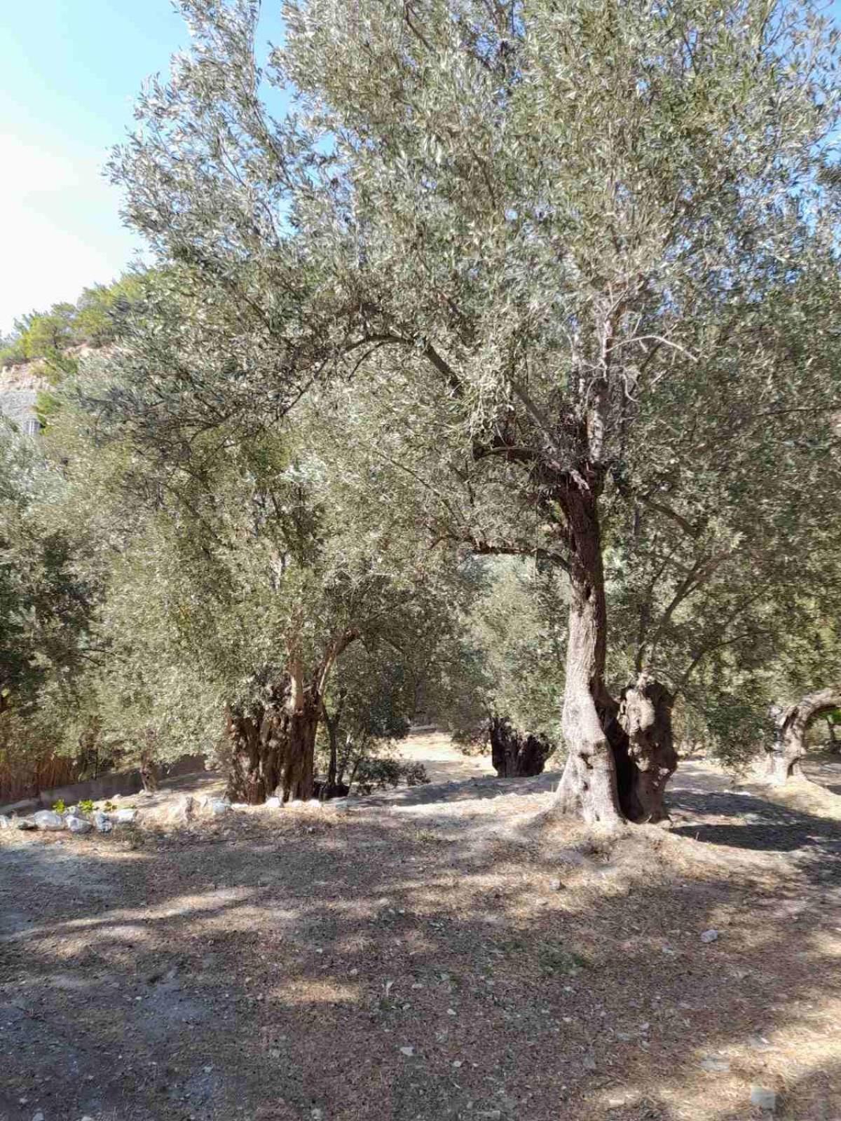 Δωμάτια Κόκκινος Πύργος Plomari Extérieur photo